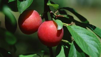 Nature fruits