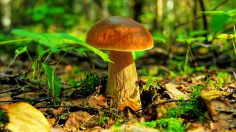 Nature mushrooms wallpaper