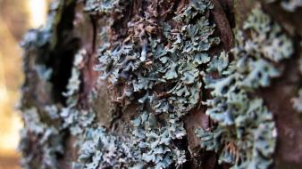 Nature trees bark fungus wallpaper
