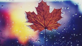 Rain leaves maple leaf wallpaper