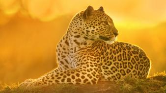 Sunset animals mara leopards kenya wallpaper