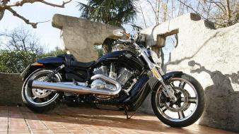 Trees harley cruiser motorbikes davidson wallpaper