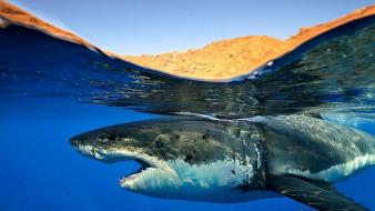 Water animals sharks white shark wallpaper