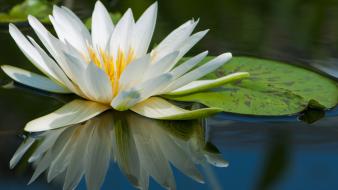 Water nature lily pads lilies reflections white flowers wallpaper