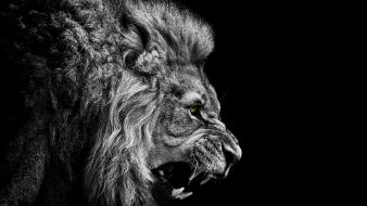 Black and white angry the king mountain lion wallpaper