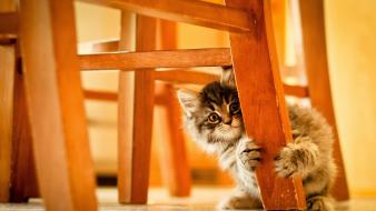 Cats animals chairs kittens wallpaper