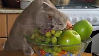 Cats animals fruits food wallpaper