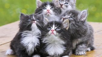 Cats animals kittens wallpaper