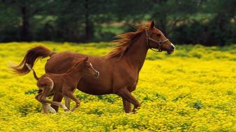 Horses hdr photography wallpaper
