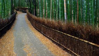 Japan nature forest roads wallpaper