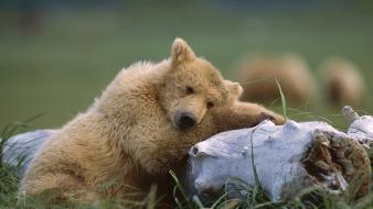 Landscapes nature alaska sleeping bears national park wallpaper