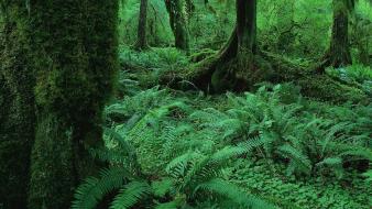 Landscapes nature jungle moss ferns wallpaper