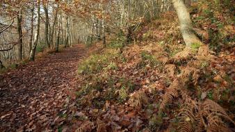 Landscapes nature wood leaves oak tracks autumn wallpaper