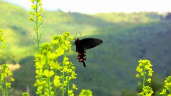 Mountains nature flowers insects yellow butterflies wallpaper