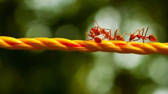 Nature ants makro wallpaper