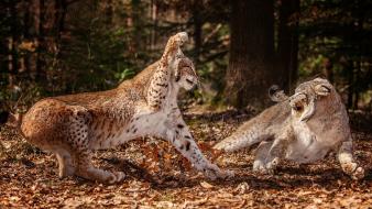 Nature forests animals lynx attack wallpaper