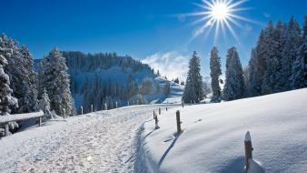 Nature snow sun trees roads wallpaper