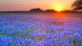 Sunset landscapes fields texas bluebonnet wallpaper