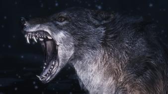 The elder scrolls v: skyrim wolves wallpaper