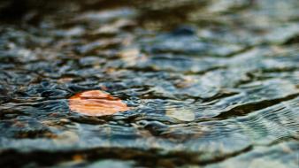 Water landscapes nature leaf ripples wallpaper