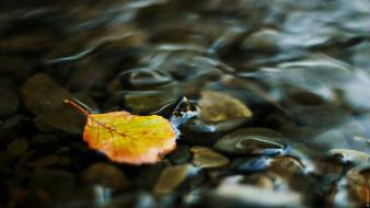 Water landscapes nature leaf yellow transparent pebbles wallpaper