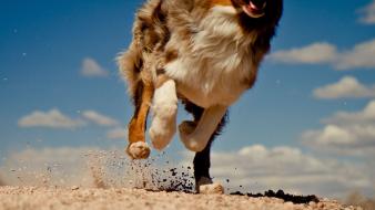 Animals dogs running wallpaper