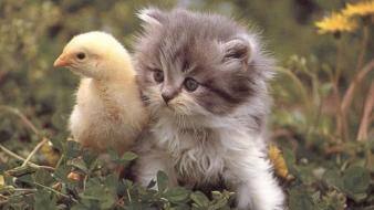 Animals kittens chicks (chickens) birds wallpaper