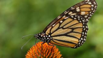 Animals monarch butterflies wallpaper