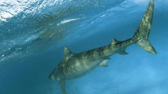 Animals national geographic sharks underwater wallpaper
