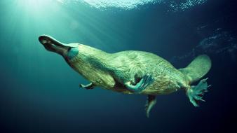 Animals platypus wallpaper