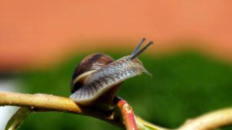 Animals snails macro wallpaper