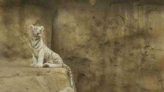 Animals tigers white tiger baby wallpaper