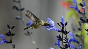 Birds hummingbirds blue flowers wallpaper