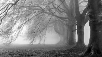 Creepy trees fog mist wallpaper