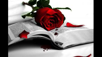 Flowers books artwork roses red rose wallpaper
