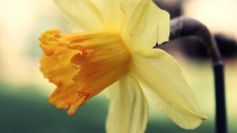 Flowers daffodils yellow wallpaper