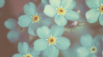 Flowers forget-me-nots blue