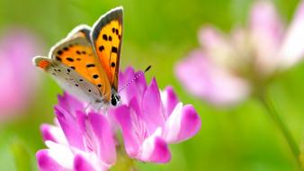 Flowers insects macro butterflies wallpaper