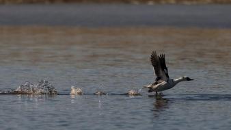Flying ducks lakes splashes birds wallpaper
