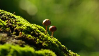 Green nature forest mushrooms wallpaper