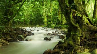 Jungle forest leaves rivers wallpaper