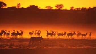 Landscapes animals silhouette sunlight lions gazelle wallpaper