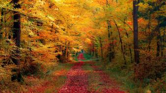 Landscapes nature roads autumn wallpaper