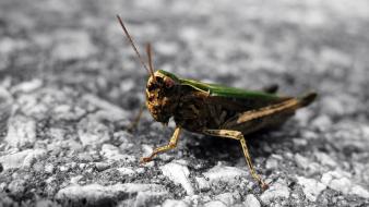 Nature animals insects romania grasshopper wallpaper