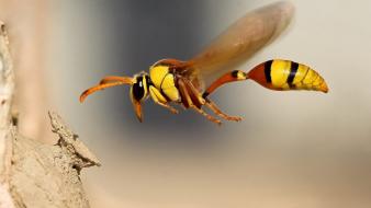Nature wasp wallpaper