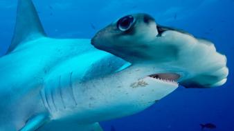 Sharks hammerhead shark wallpaper