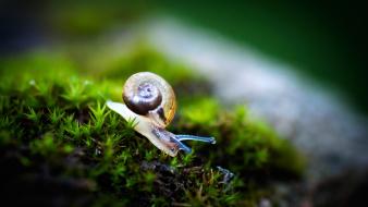 Snails moss macro wallpaper