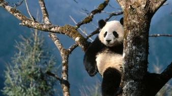 Trees animals panda bears wallpaper