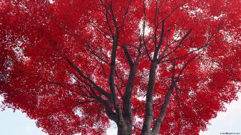 Trees autumn (season) red wallpaper