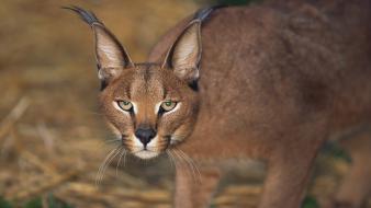 Animals caracal